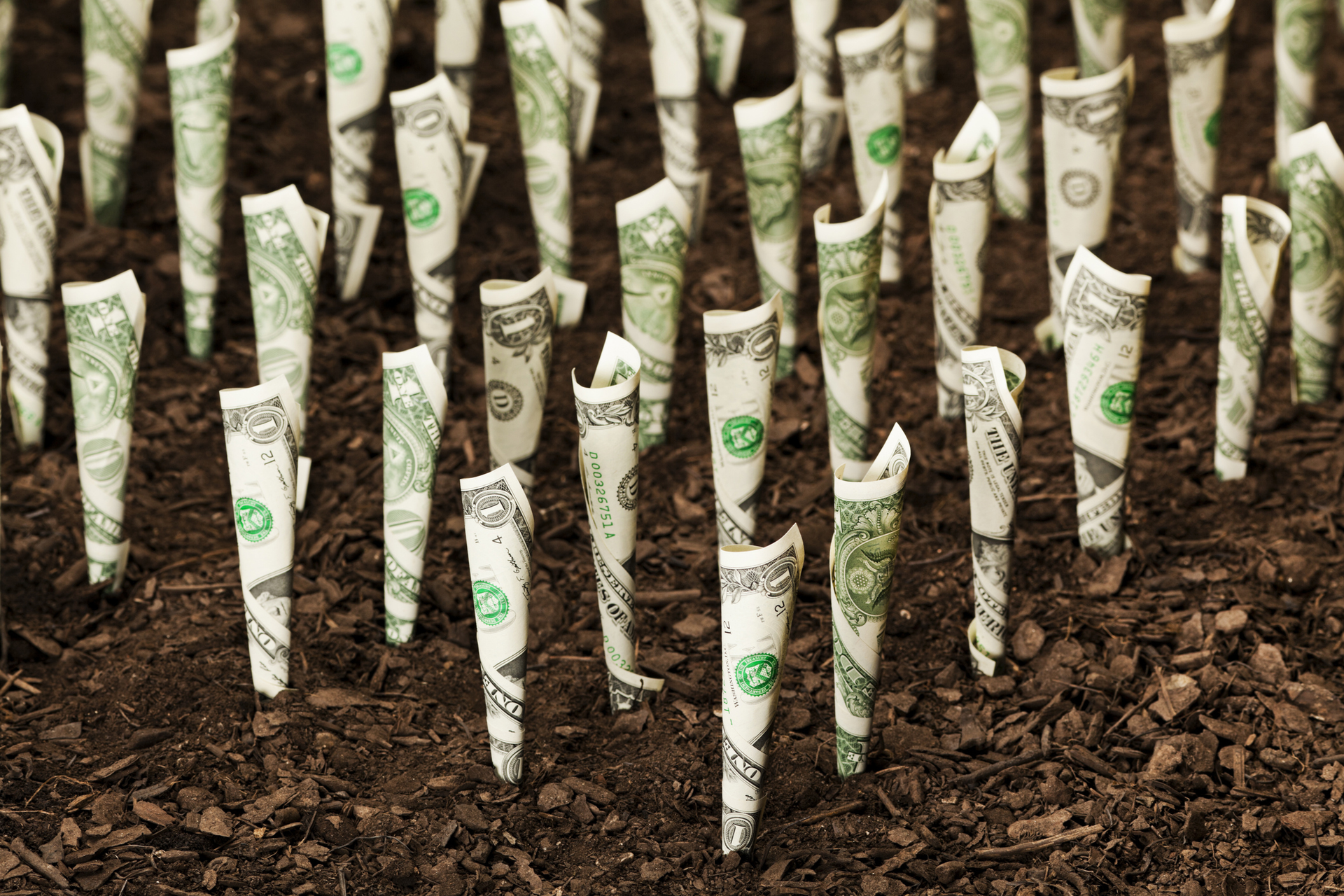 growing money in soil