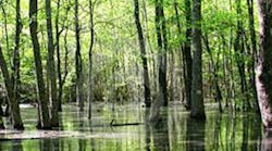 Contractingbusiness 4757 Swamp