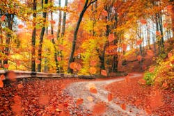 Fall leaves Fall leaves