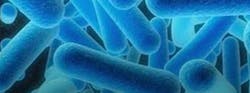 legionella legionella
