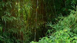 jungle-photo