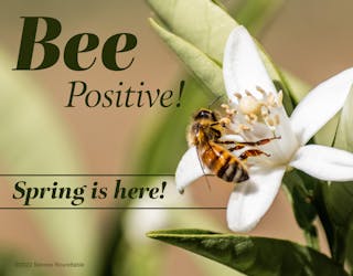 Bee Positive Image Sr Download