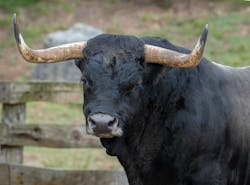 Bull In Yard Getty Images 1273939455 622b93018deff Bull In Yard Getty Images 1273939455 622b93018deff