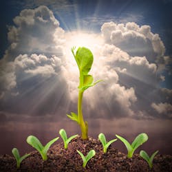 Beanstalk Dreamstime 41056890 (1) Beanstalk Dreamstime 41056890 (1)