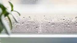 664caa37cea243331443982b New Humidity Photo 664caa37cea243331443982b New Humidity Photo