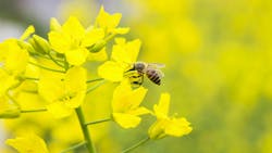 6687dc574980872d065c25f6 Honey Bee 6687dc574980872d065c25f6 Honey Bee