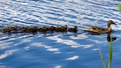 66e3ae585c5f18849515ff84 Ducks 66e3ae585c5f18849515ff84 Ducks