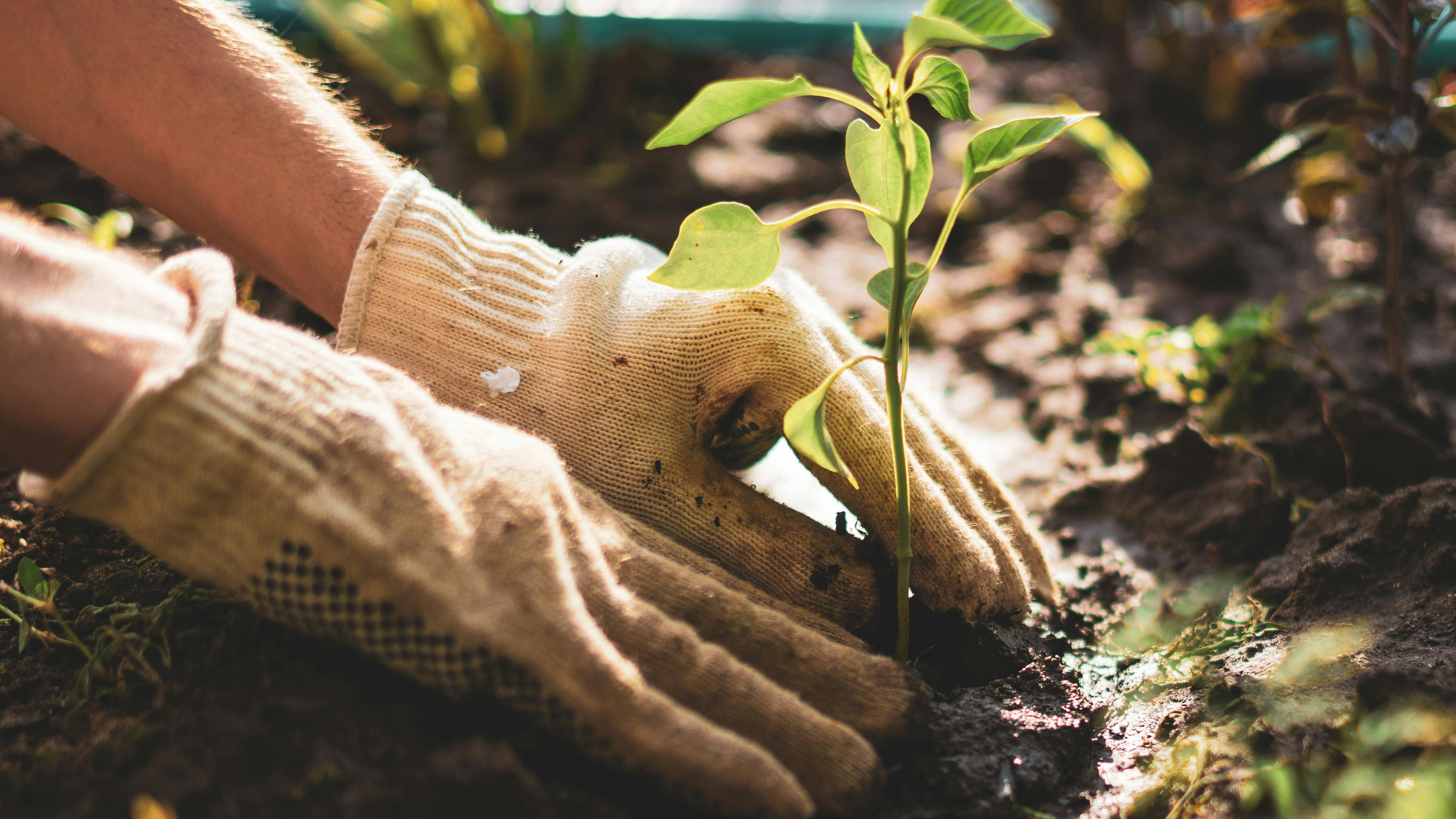 6751ea348d7281164146bd5d Planting