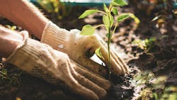 6751ea348d7281164146bd5d Planting 6751ea348d7281164146bd5d Planting