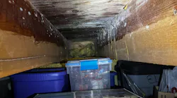 Biological growth in the crawlspace.