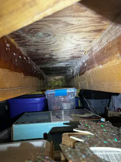 Biological growth in the crawlspace.